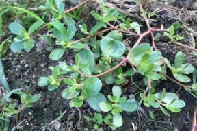 亚洲国产青草视频,探寻东方田园风情