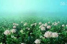 青青国产草视频,青涩情感演绎